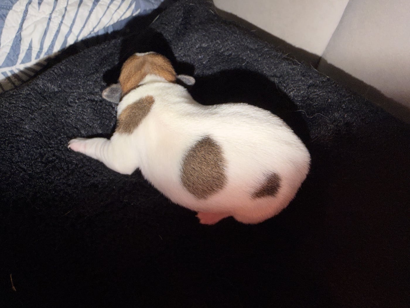 Chiot N°3 - Jack Russell Terrier