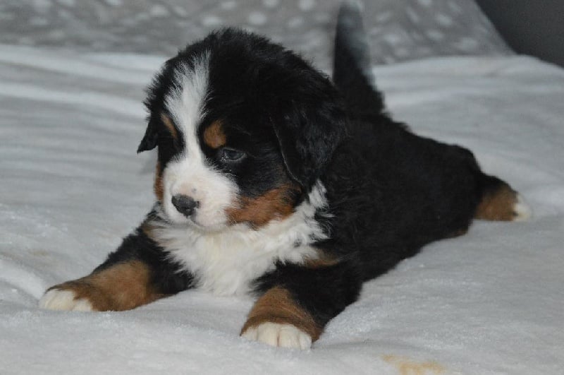 Chiot - Elevage Du Mont Des Sapins Blancs - eleveur de 