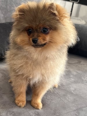 Les chiots de Spitz allemand