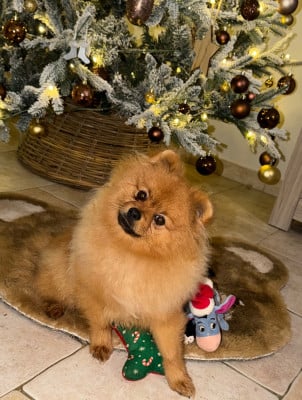 Les chiots de Spitz allemand