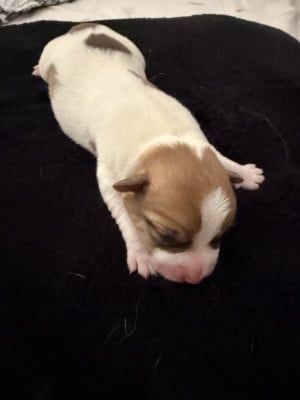 Jack Russell Terrier