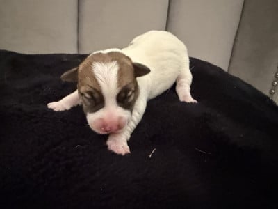 Chiot N°2 - Jack Russell Terrier