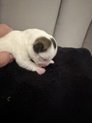 Chiot N°4 - Jack Russell Terrier