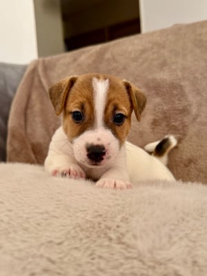 Les chiots de Jack Russell Terrier