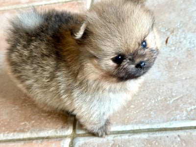 Les chiots de Spitz allemand