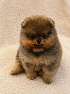 Les chiots de Spitz allemand
