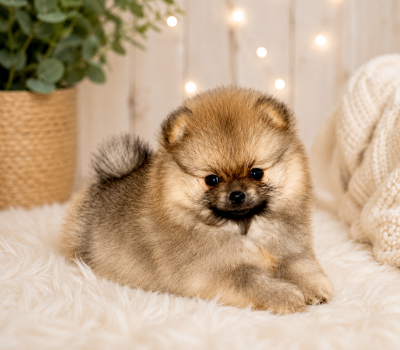Les chiots de Spitz allemand