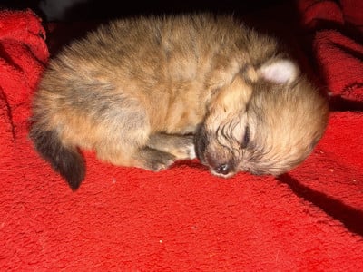 Chiot N°2 - Spitz allemand