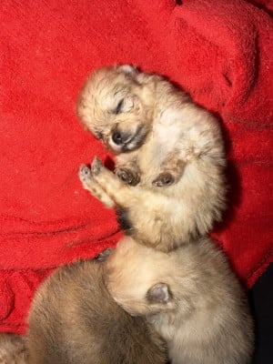 Chiot N°3 - Spitz allemand
