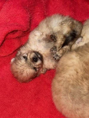 Chiot N°5 - Spitz allemand