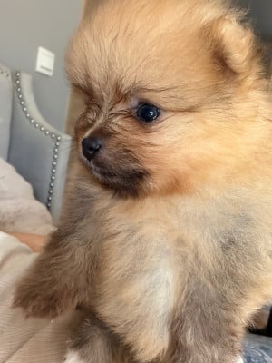 Les chiots de Spitz allemand
