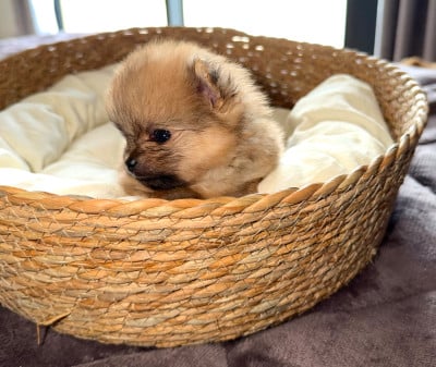 Les chiots de Spitz allemand