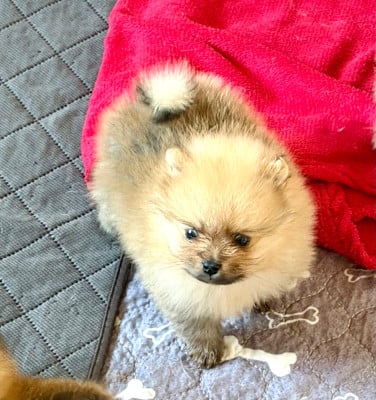 Les chiots de Spitz allemand