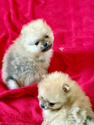 Les chiots de Spitz allemand