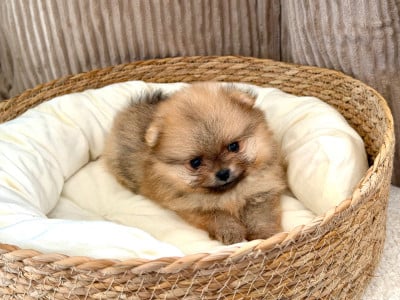 Les chiots de Spitz allemand