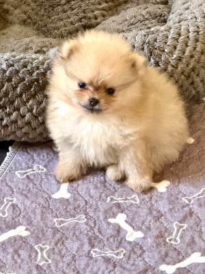 Les chiots de Spitz allemand