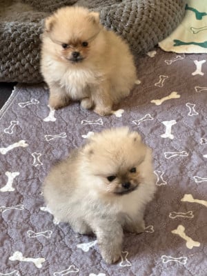 Les chiots de Spitz allemand