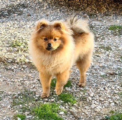 Les chiots de Spitz allemand