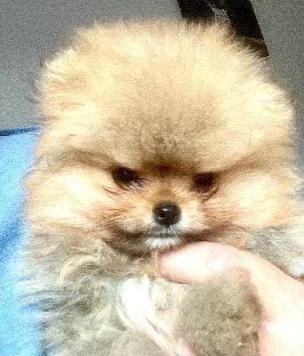 Les chiots de Spitz allemand