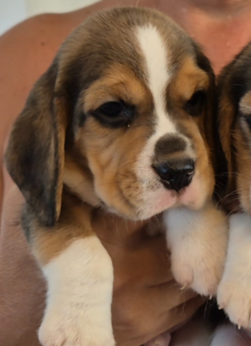 Chiot N°2 - Beagle