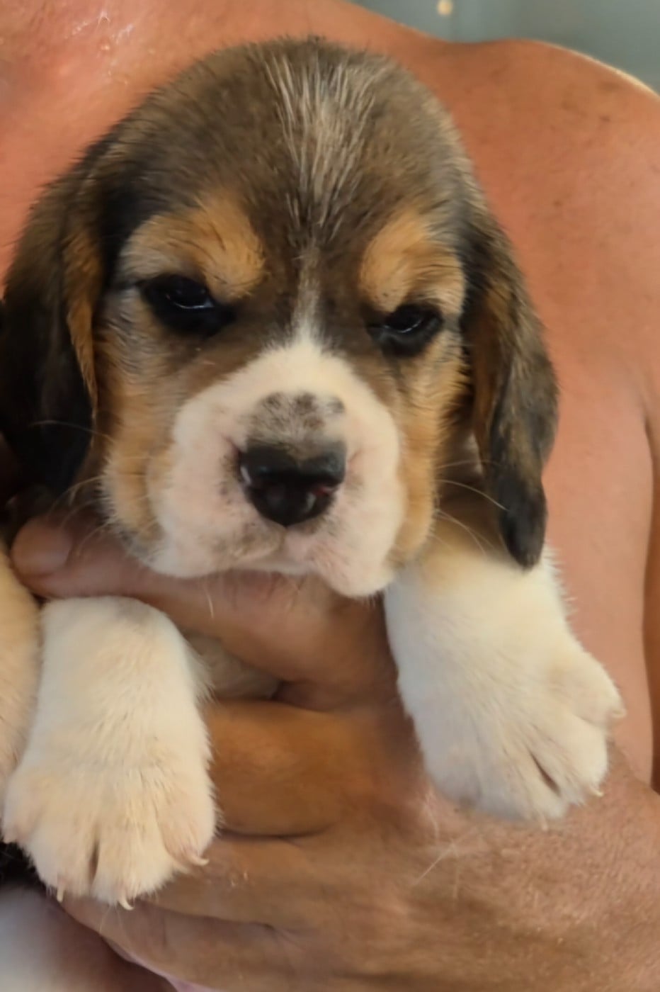 Chiot N°4 - Beagle