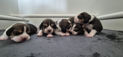 Les chiots de Beagle