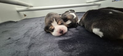 Les chiots de Beagle