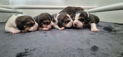 Les chiots de Beagle