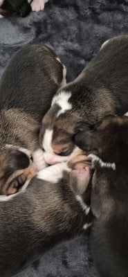 Les chiots de Beagle