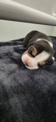 Les chiots de Beagle