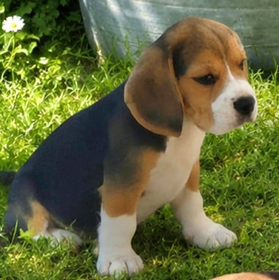 Les chiots de Beagle