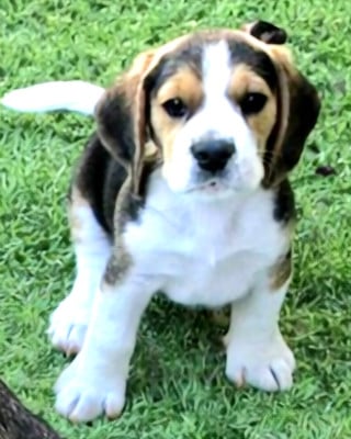 Les chiots de Beagle