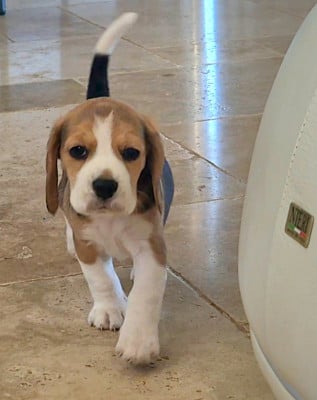 Les chiots de Beagle