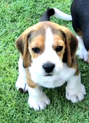 Les chiots de Beagle