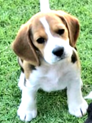 Les chiots de Beagle