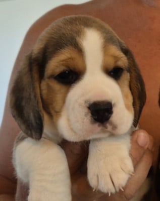 Les chiots de Beagle