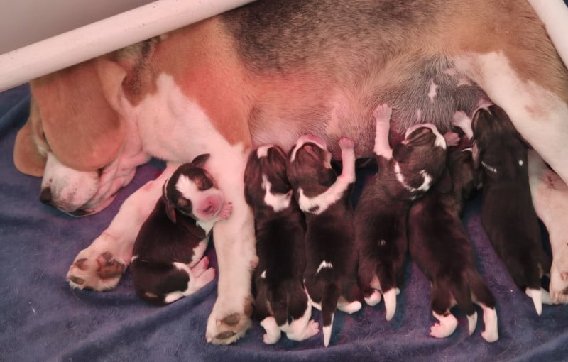 Beagle - Lou Crystal Song