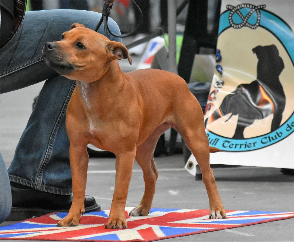 No try no gain De Celtic's Madinina - Très Prometteuse ,Puppy