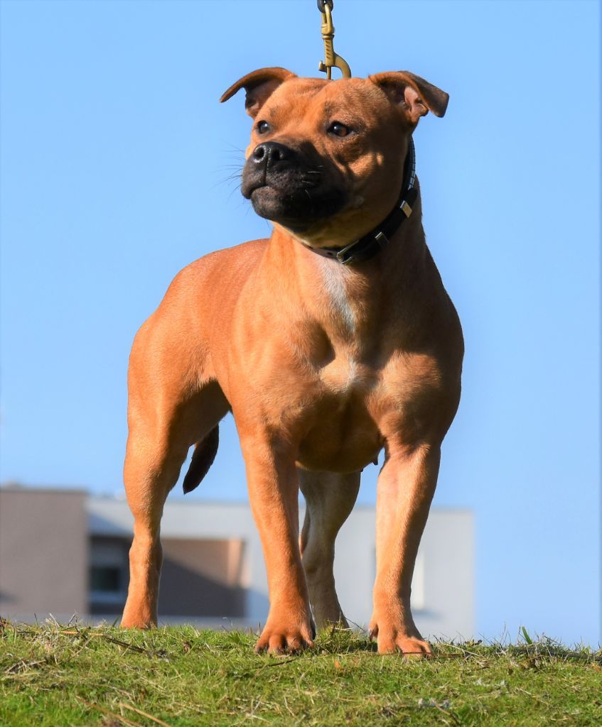 No try no gain De Celtic's Madinina - 3éme Excellente,Jeune