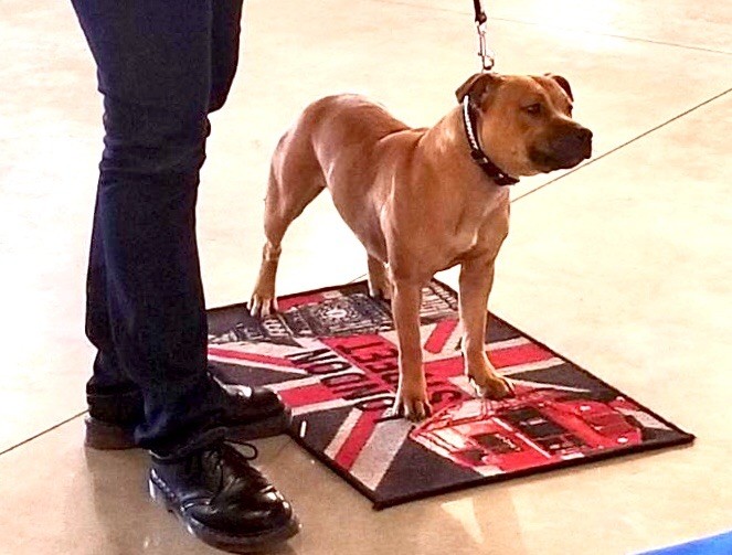 No try no gain De Celtic's Madinina - Excellente, jeune