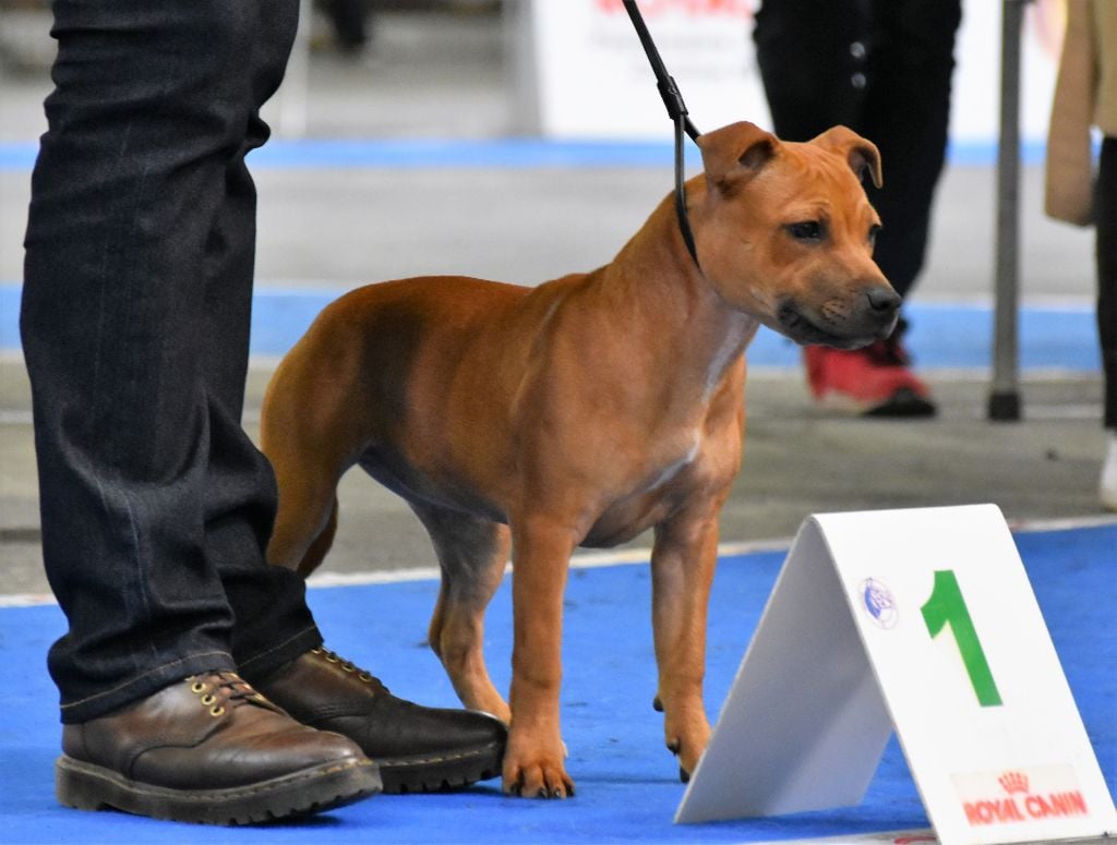 No try no gain De Celtic's Madinina - 1ère Très Prometteuse ,Baby