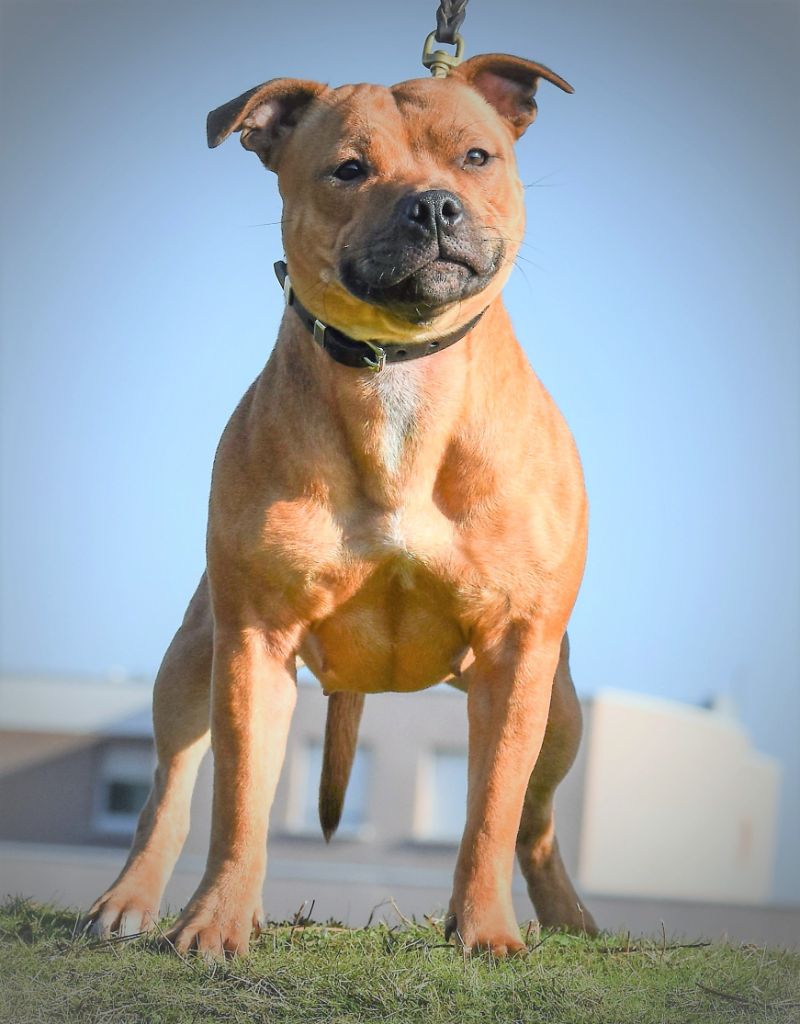 No try no gain De Celtic's Madinina - TAN