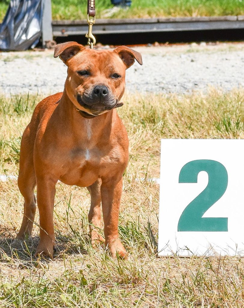 No try no gain De Celtic's Madinina - 2éme Très Prometteuse,Puppy