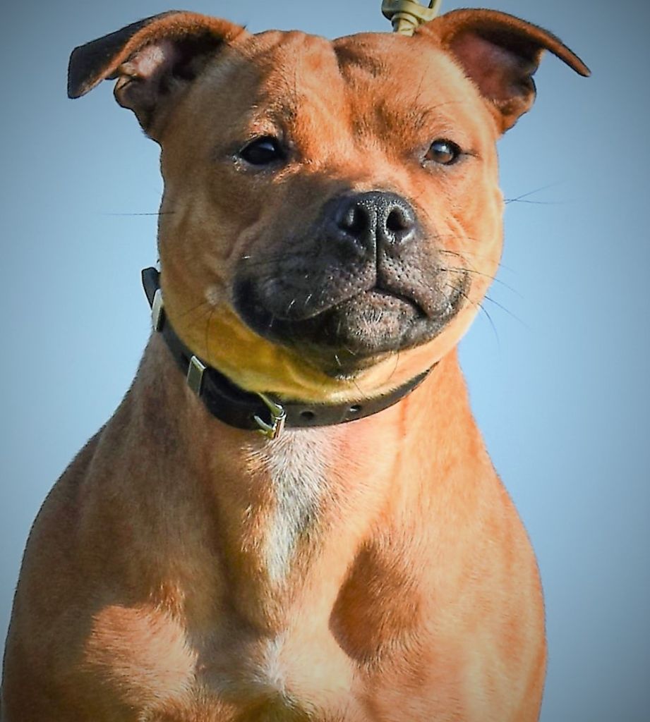 No try no gain De Celtic's Madinina - Très Bonne,Jeune