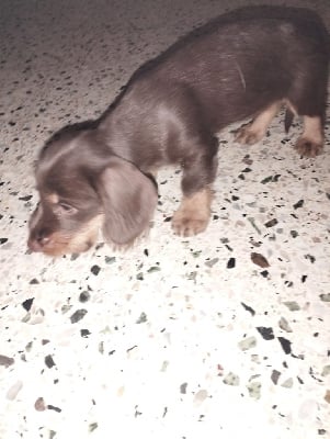 Les chiots de Teckel poil dur