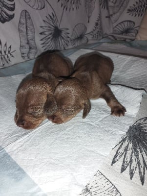 Les chiots de Teckel poil dur