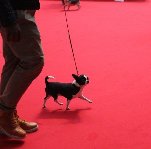 I am curtis the king Des patibullies - 1 Exc, CACS, CACIB Best de Race