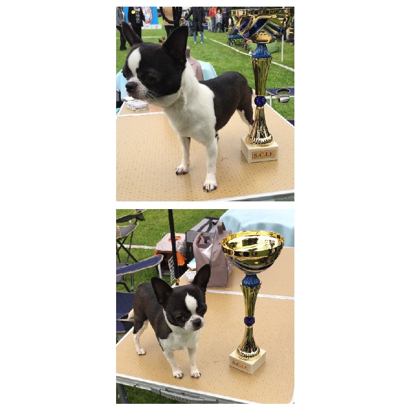 I am curtis the king Des patibullies - 1er exc CACS, best de race