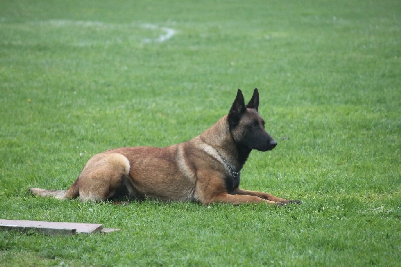 Arkouna Dream's G'amazone dite louna