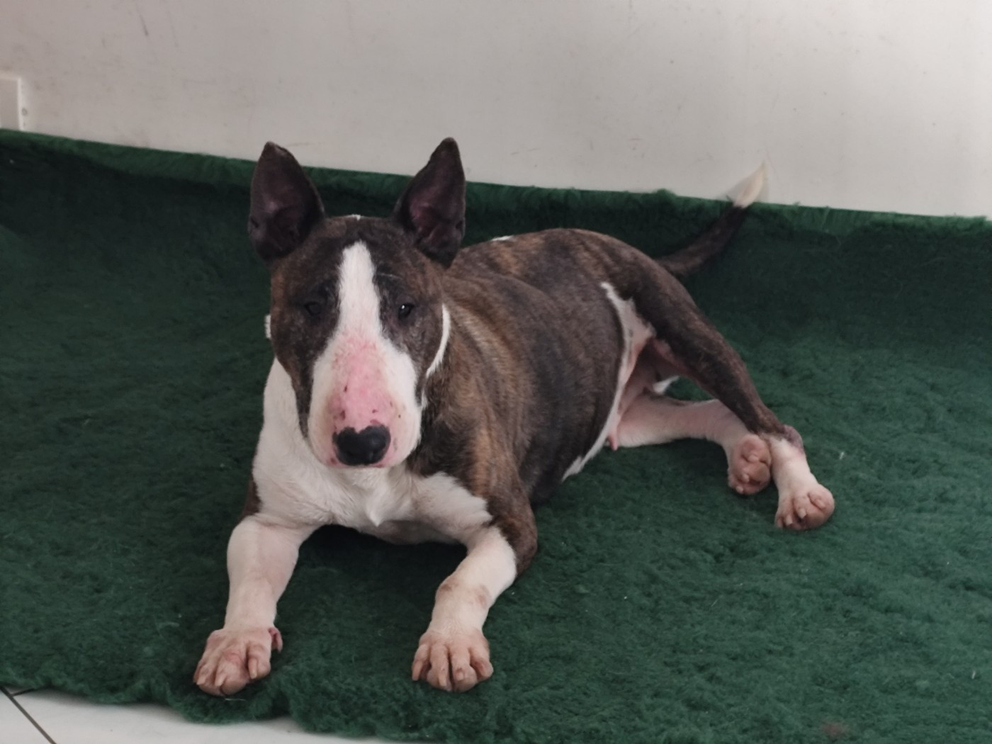 Publication : Des Terres Behennoises Auteur : Ruelle Delphine